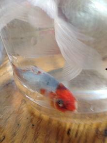 鱼可以吃小瓜虫吗视频,鱼儿能食用小瓜虫吗？