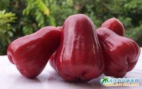 莲雾吃瓜视频网址,揭秘热门视频背后的趣味与热议