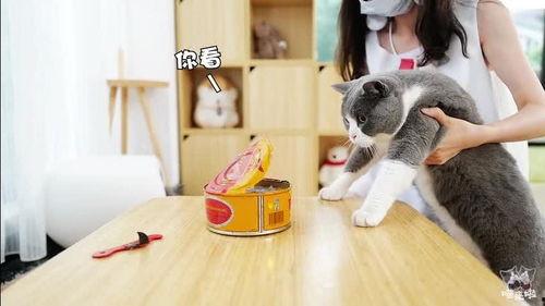 猫可以吃麻瓜嘛视频,麻瓜对猫友的适宜性探讨