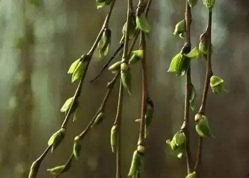 柳柳吃瓜的视频,揭秘娱乐圈幕后故事