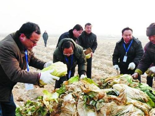 东北团队吃瓜视频,一场接地气的欢乐盛宴