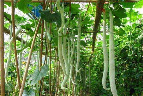 蛇瓜怎么吃视频,视频教你轻松烹饪健康佳肴