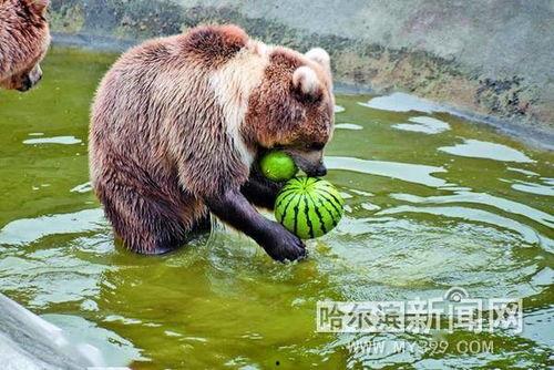 动物吵架吃瓜视频,一场场搞笑吵架大戏