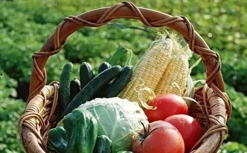 带你吃瓜搞笑蔬菜视频,笑料横生！带你领略搞笑蔬菜的奇妙世界