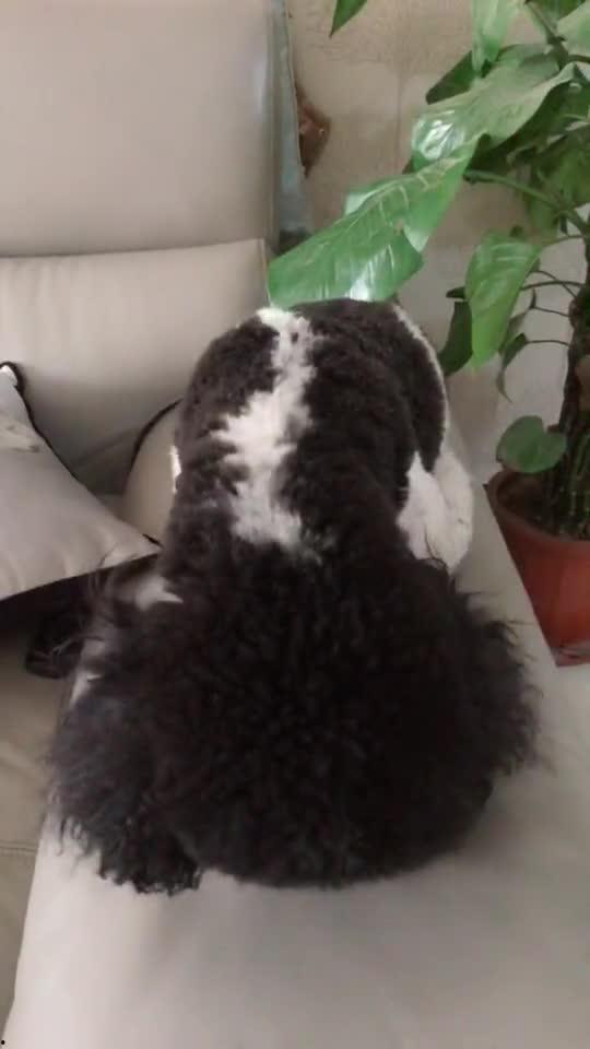 刺瓜狗狗可以吃吗视频,宠物营养专家视频解析