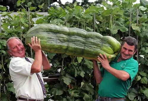 西北人吃龙瓜视频在线观看,探寻龙瓜的独特魅力，视频带你一探究竟