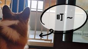 柯基可以吃洋瓜吗视频教程,营养美味两不误