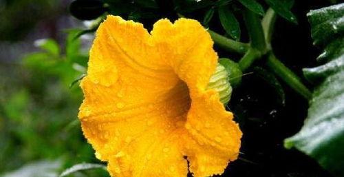 花夏吃瓜最新视频,揭秘最新视频中的热点事件与幕后真相