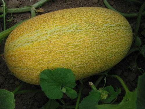 多人吃哈密瓜好不好呀视频,美味与欢乐同行