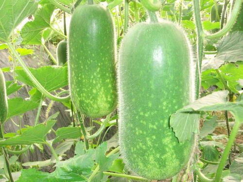 大瓜头怎么做着吃视频,视频教你轻松烹饪美味佳肴