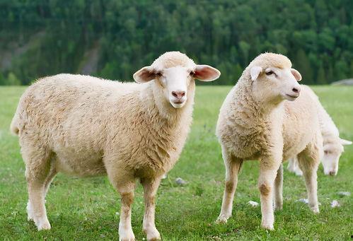 羊可以吃龙瓜吗视频播放,揭秘羊能否享用龙瓜美味