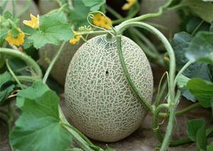 丑女吃哈密瓜视频大全下载,甜蜜瞬间，笑料横生