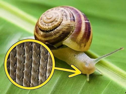 蜗牛喜欢吃瓠瓜吗视频,揭秘它们对瓠瓜的喜爱之谜