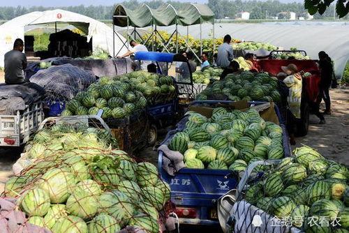 任县金环市场吃瓜视频,一场热闹非凡的市井生活秀