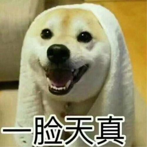 搞笑视频吃瓜情侣头像图片  第2张