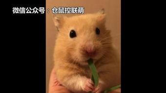 仓鼠吃瓜东西视频大全,趣味视频大盘点