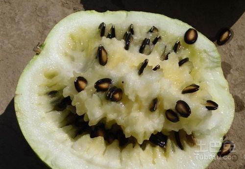 籽瓜生芽可以吃吗视频讲解,视频讲解揭秘