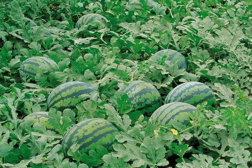 八一广场吃瓜视频大全,趣味横生的街头百态