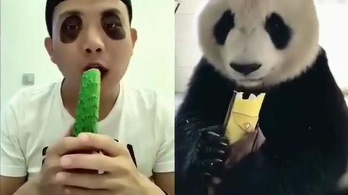 模仿熊猫吃瓜视频在线观看,跟随熊猫吃瓜，感受自然趣味