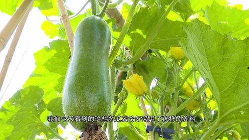 广东旅游吃瓜视频