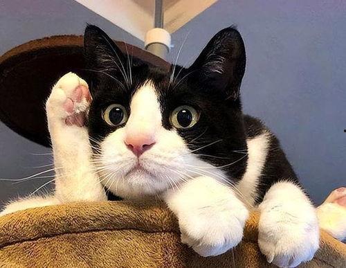 奶牛猫吃瓜的视频大全,萌宠欢乐时光