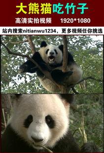吃瓜熊猫人视频素材,揭秘萌宠美食界的欢乐时光