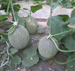 日本看中国吃哈密瓜视频